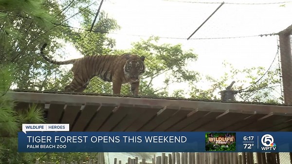 Tiger Forest set to open at Palm Beach Zoo