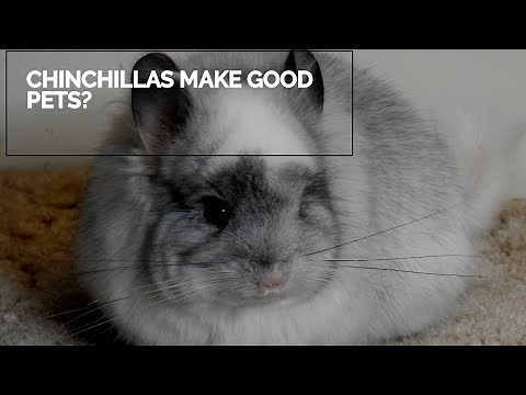 5 reasons why chinchillas make good pets