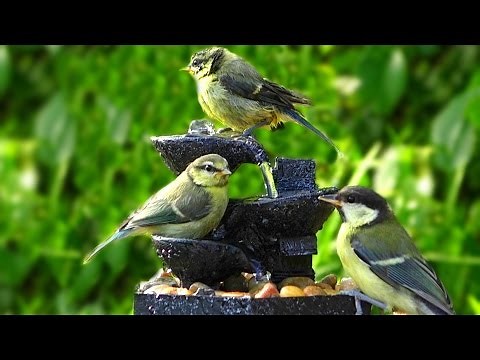 Bird Sounds at The Water Fountain on A Beautiful Evening