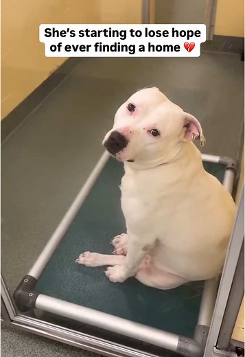 Snow White: The Sweet 2-Year-Old Rescue Pup Needs You