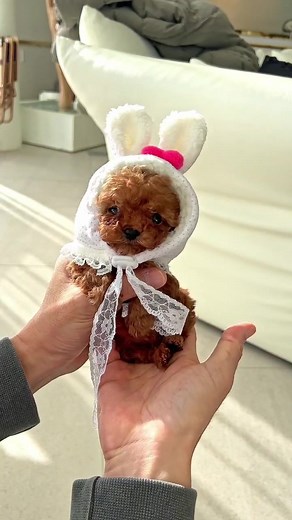 2023 is the year of Rabbit! To celebrate, we have a hopping rabbit poodle! 😂 . . #poodle #poodles #caniche #poodlestagram #poodle_playoffs #minipoodle #toypoodle #poodlelove #poodlesofinstagram #poodlesofficial #instapoodle