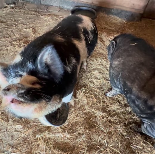 593 reactions · 42 comments | Tuesday PNN (piggy night night) with Screecher and the Oinkers. 浪 You won’t be surprised or disappointed. It’s just as atrocious as it normally is. Maybe worse. 濫 | Frog Song Farm Sanctuary | Facebook