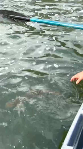 First steelhead of the fall season and we’re HOOKED all over again 😍 Can’t wait to hit the water this weekend — if you see us out there, come say hey! 🙌 #fishp0rn #steelheadfishing #idahofishing #fallfishing #fishinglife #catchandrelease #tightlines #fishingaddicts #rivertherapy #fishingtok #fishon #idahosteelhead #salmonriveridaho | Fish P0rn