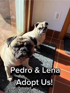 30K views · 709 reactions | SNORT - Short Noses Only Rescue Team on Reels | Facebook