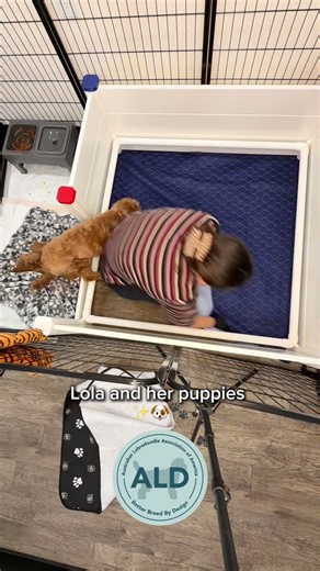 Lola’s Australian labradoodle puppies ✨🐾 #puppy #breeder #cuteanimal #cutepuppy #labradoodle