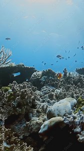 Dive into the breathtaking underwater paradise of Fiji, where a large school of colorful fish glides gracefully among vibrant coral reefs, vividly illuminating the diverse marine ecosystem and beauty