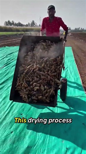 process of making turmeric powder