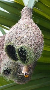 Engineered for Protection 🐦🪹 Two gaps at first — but only one remains. The sealed side becomes a deep pouch, while the entrance is extended outward. Inside, a woven wall separates the egg chamber from the outer world. Structure and security grow together. #BayaWeaver #NestStructure #AvianArchitecture #NatureBalance #BirdLife | Go Green Forlife