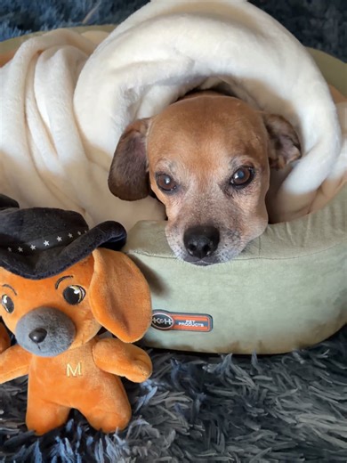 Minion gets a royal upgrade! #narrowayhomestead #theoneandonlyminion #toothache #toothabscess #farmdog