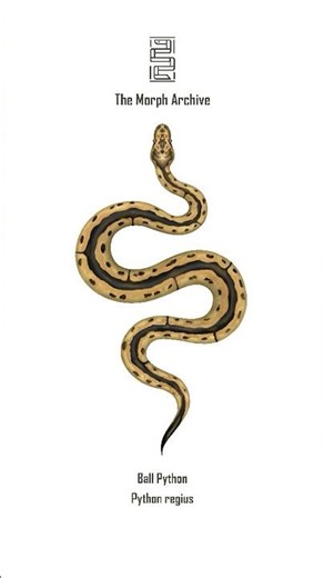 Illustration of the Clown Ball Python by The Morph Archive / Mingo Art