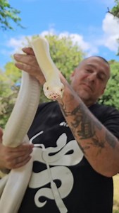 1.9K views · 270 reactions | ¿Conocen a "Mayoneso"? Un precioso macho de Pitón tigrina (Python bivittatus) fase Blizzard. #alternatusuruguay #herpetocultura #pythonmorphs #pythonmolurus #pythonmolurusbivittatus #pythonbivittatus #pitonburmes #blizzard #pythonblizzard #orgullobichero #snakepet #mimascotaesunreptil #mimascotaesunaserpiente | Alternatus Uruguay | Facebook