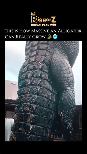 wierd_world on Instagram: "The largest alligator ever recorded, though unofficially verified, was reported to be 19 feet 2 inches (5.8 meters) long. ​This massive alligator was reportedly killed on Marsh Island, Louisiana, in 1890. However, the size was measured using a shotgun barrel and was never officially verified by naturalists or a governing body. ​For officially verified modern records, the records are generally: ​Longest Verified Alligator: 15 feet 9 inches (4.8 meters), which weighed 1,