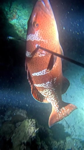spearfishing catching big groper fish
