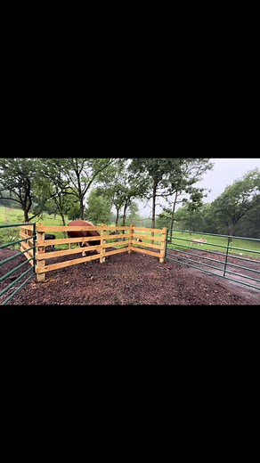 Rufus the Bull Checking Out My Construction Gate Test