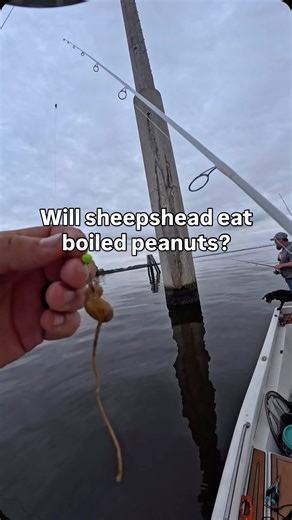 BBB customs Fishing on Instagram: "Will a sheepshead eat boiled peanuts 🥜? #sheepshead #fblifestyle #fishinglife"
