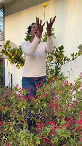 Managing citrus trees in containers is easy peasy, lemon squeezy! | Curly Cultivators