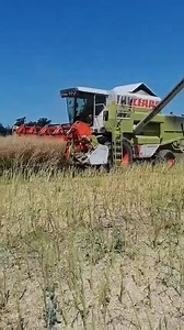 4.8K views · 113 reactions | Ein #Claas Dominator 108 am Raps dreschen, aufgenommen von Silas Kessler. | profi | Facebook
