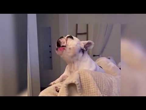 frenchie Bulldog has emotional breakdown with a dramatic howl