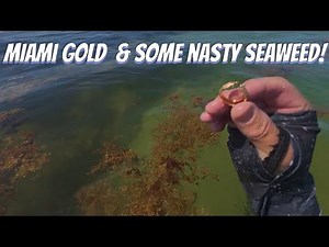 GOLD IN THE WATER !! SOUTH BEACH MIAMI!!!!