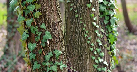 Du lierre grimpe sur les arbres de mon jardin, est-ce que je dois vraiment couper les lianes ?