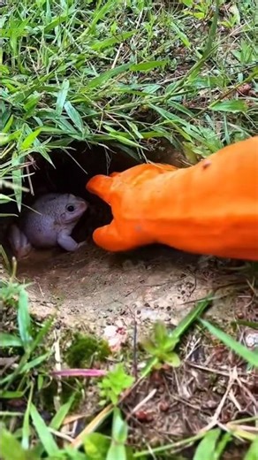 Catch big frogs funny |Try don't laugh |wepwep catching frogs make you laugh #shortsviral