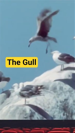 The Gull #shorts #birds #documentary