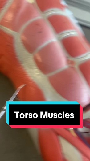 Torso muscles 💪💪💪 #anatomy #muscles #deltoid #serratusanterior #abdominals #learnontiktok