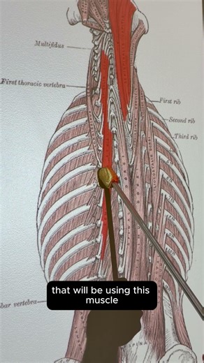Semispinalis Thoracis #anatomy #anatomyshorts #kinesiology #muscleoftheday