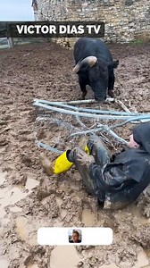 496K views · 208 reactions | Gorilla Encounters Alligator Near Water | Victor Dias TV | Facebook