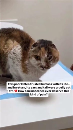 Someone hurt this innocent kitten, but you can be the reason it survives and heals.