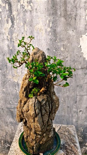 Tiểu cảnh sam hương mini #bonsai #bonsaitihon #bonsaitree #caytrongnha