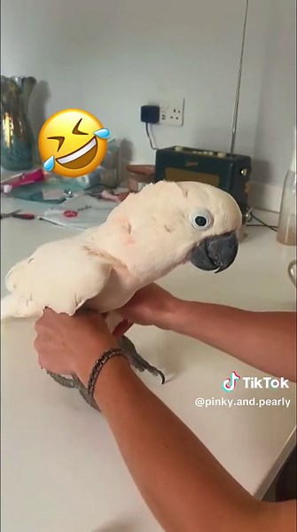 Pinky is literally a big toy sometimes, I think he is starting to trust me A LOT! 🤣😂🤪 #dadadadada #parrot #moluccan #cockatoolife