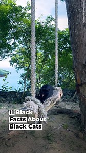 1.5M views · 71K reactions | In honor of the Black Cat Appreciation Day (August 17), here are some black kitty facts. | Sunday Roast | Facebook