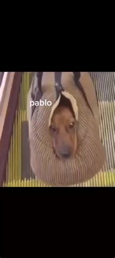 Pablo Dog Meme and Funny Moments Compilation