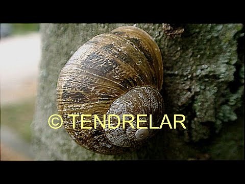 Comment la coquille de l’escargot grandit-elle?
