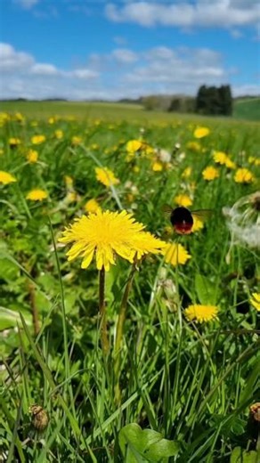 Listen to the slow-motion buzz of this Red-tailed bumblebee enjoying a dandelion buffet 🌼🐝 Last year, bumblebee numbers plummeted across Great Britain. The Red-tailed bumblebee, one of the Big Eight common species, was the hardest hit and declined by 74% 💔 Many plants considered as “weeds” are great sources of food for bumblebees. By simply letting these plants grow this #NoMoMay – and, if you can, beyond – you’ll be making a big difference for bumblebees and their future 💛 What flowers are 