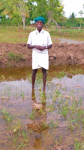 50K views · 2K reactions | பொழிகின்ற மழையில் நாம் உயர்த்திய வரப்பின் பங்கு என்ன?  | Tamil Culture | Facebook