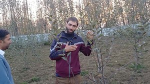 MM111 High Density 700 Plants At Pattan Baramullah. Subscribe My Youtube Channel For More Info 👇👇 https://www.youtube.com/@baagbaanboi | The Streets Of Kashmir
