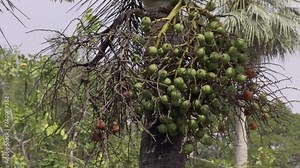 The betel nut tree is a tropical evergreen that stands gracefully with its slender trunk and vibrant green