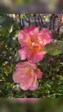 Sebastopol Backroads Tour