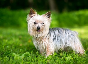 Yorkshire Terrier | zooplus Magazine