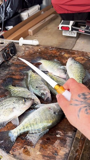 513K views · 9.8K reactions | The best fish recipe ever (catch clean cook) #cooking #fishing #outdoors #easyrecipe #cheapprice #seafoodlover | Wade Fishez | Facebook