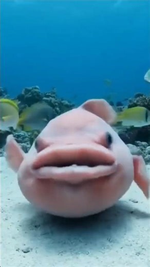 Fish🐠🐋🐟 beatbox battle-underwater sensation. 😱 #viral 🔥 #fish #beats #beatbox #shorts #viralshorts