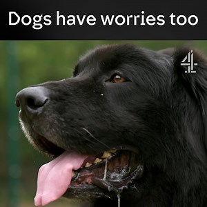 9M views · 8.9K reactions | This is so heart-warming ❤️ | Channel 4 | Facebook