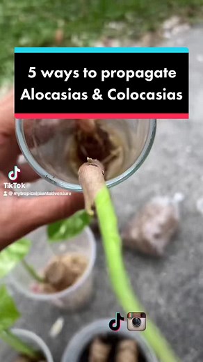Replying to @Jay / RareHolo So many ways to propagate our elephant ears! #propagation #elephantears #alocasiapropagation #colocasiapropagation #propagatealocasia #elephantearplant #alocasiaplant #propagationstation #planthacks #planttipsandtricks #planttips #cloningplants #howtopropagate #houseplantpropagation