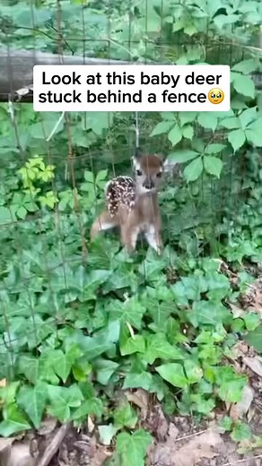 Wildlife & Animals on Instagram: "Baby deer, also known as fawns, are born with white spots on their reddish-brown fur, providing camouflage in their forest habitat. They rely on this camouflage to hide from predators while their mothers forage for food. Fawns typically stay hidden in dense vegetation for the first few weeks of their lives, only emerging when they are strong enough to keep up with their mothers. Fun fact: Fawns are born with no scent, helping them evade detection by predators du