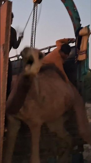 Camel Is Crying | Emotional Moment in Desert Life