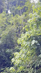 1.1M views | Discover the Best of Thailand: 11-Day Adventure Awaits! | The Adventure People | Facebook