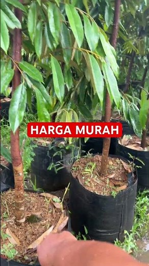JUAL BIBIT DURIAN MUSANG KING