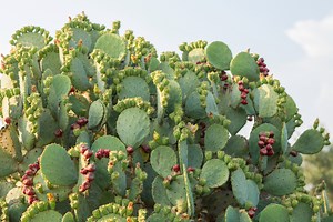 How to grow and care for the opuntia stricta, a popular cactus from Florida